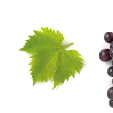 Aceto Balsamico di Modena IGP